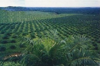 Perijinan Berbelit, Perusahaan Kelapa Sawit Menjerit